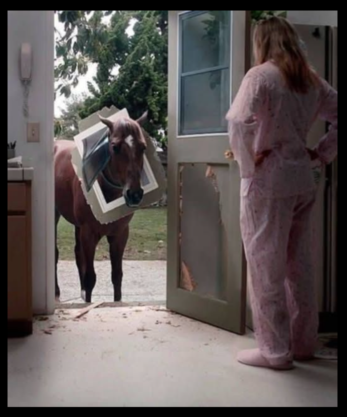 THE HORSE BROKE THROUGH OUR KITCHEN DOOR—AND I WOKE UP TO A NIGHTMARE