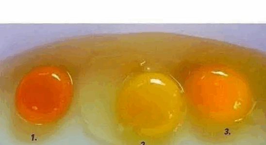 The Secret Signs of a Fresh, Top-Quality Egg