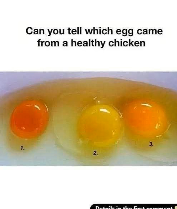 The Secret Signs of a Fresh, Top-Quality Egg