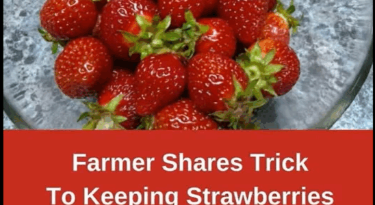 Keep Strawberries Fresh