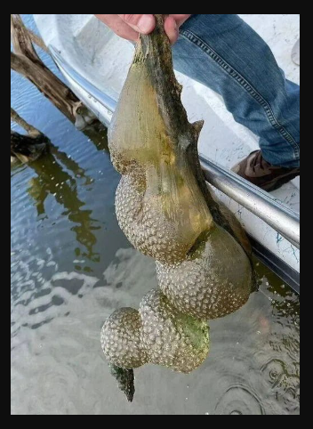 Mysterious ‘alien egg pod’ pulled from Oklahoma lake, officials warn not to be ‘alarmed’