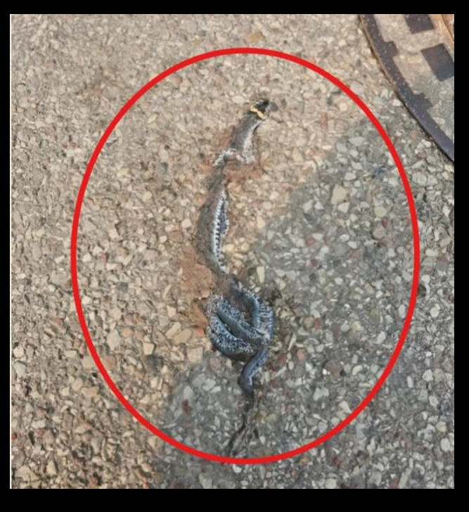 I saw a strange object on the street – at first I thought it was just trash