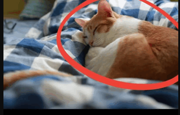 Sleeping with your cat!