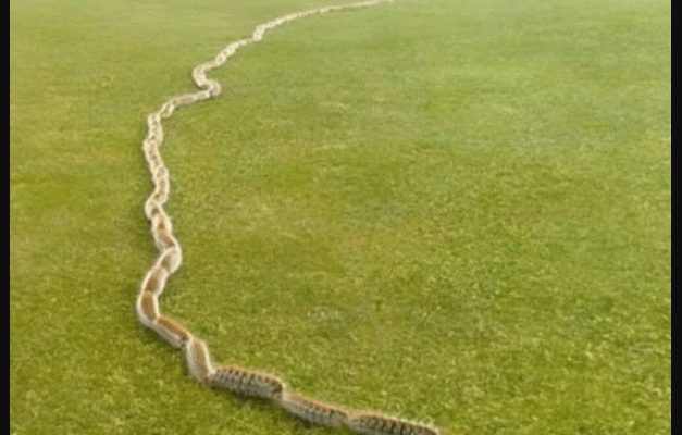 A Startling Discovery in the Grass