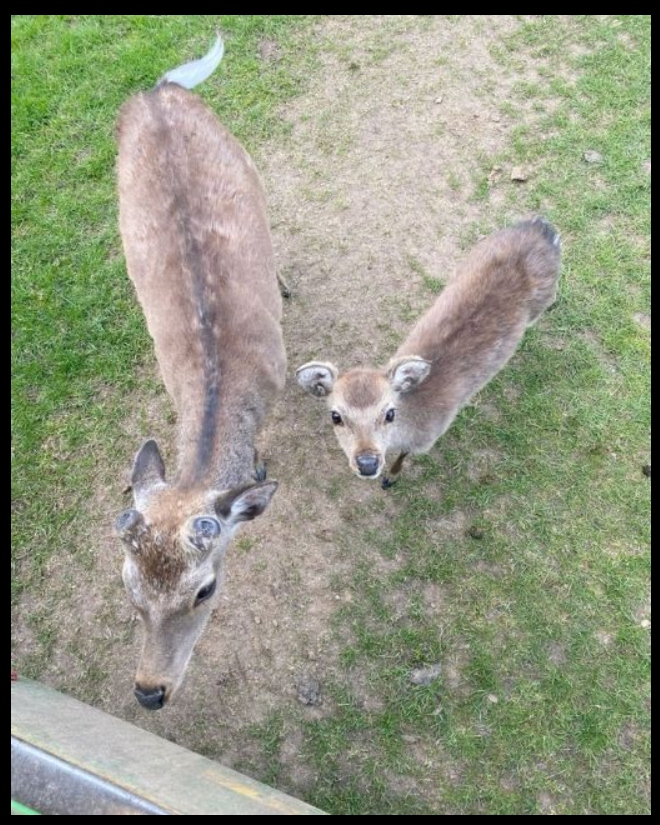 I THOUGHT THEY WERE JUST CURIOUS DEER