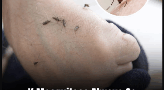 Why Mosquitos But Some People More Than Others