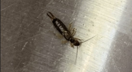 If you find these scary-looking insects in your home