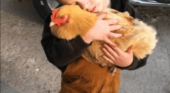 The Day Nugget Disappeared: A Secret I Couldn’t Share with a Boy Who Wouldn’t Let Go