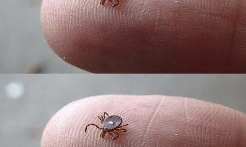 If You Notice This Insect, Take These Steps