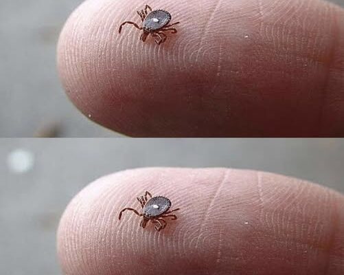If You Notice This Insect, Take These Steps