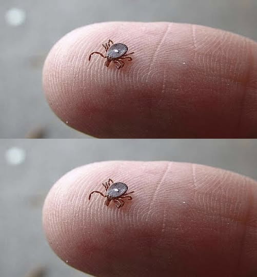 If You Notice This Insect, Take These Steps