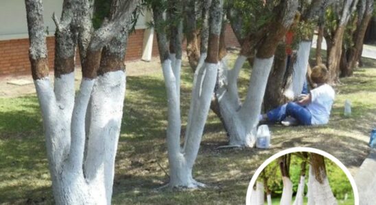 If You Spot A Tree Painted White!