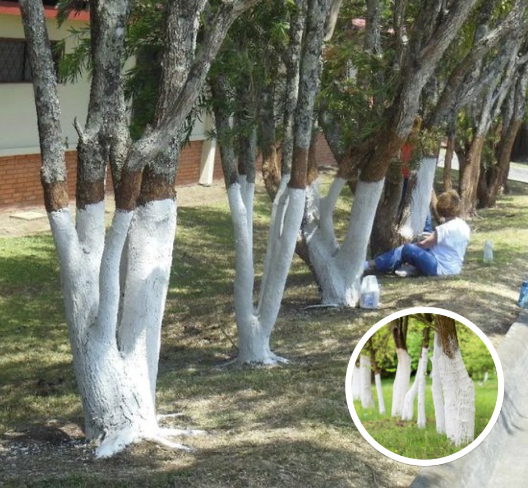 If You Spot A Tree Painted White!