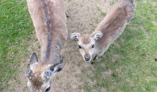 I THOUGHT THEY WERE JUST CURIOUS DEER—UNTIL I SAW WHAT THE LITTLE ONE WAS CARRYING