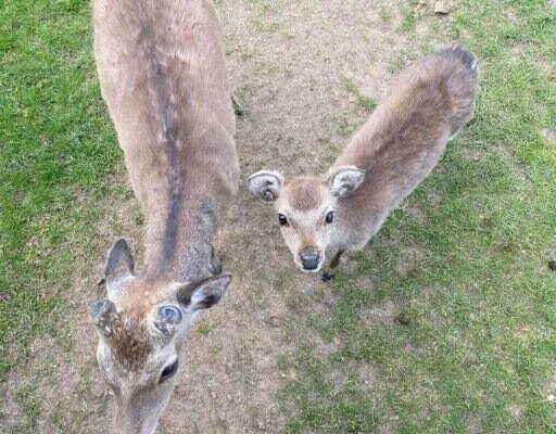 I THOUGHT THEY WERE JUST CURIOUS DEER—UNTIL I SAW WHAT THE LITTLE ONE WAS CARRYING