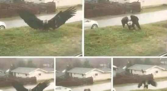 Giant Eagle captured in Bro…
