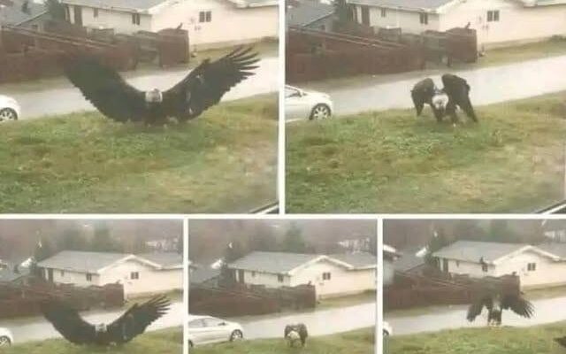 Giant Eagle captured in Bro…
