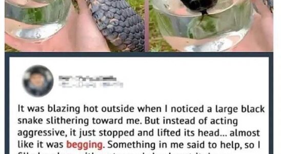 Wild Snake “Begged” Me For Some Water. When…