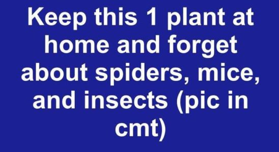 The Peppermint Plant: Nature’s Secret Weapon Against Pests Inside Your Home