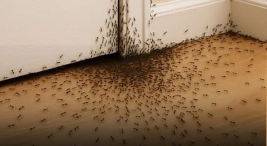 When ants randomly crawl into the house!