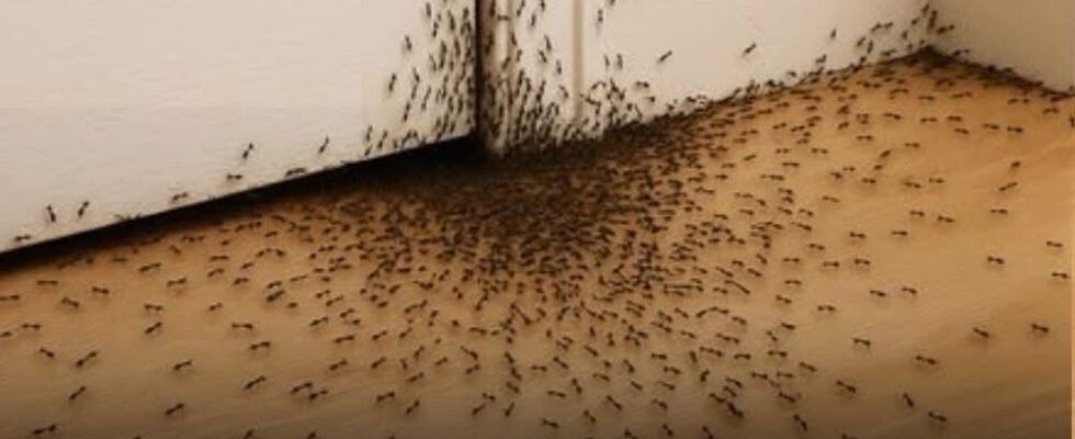 When ants randomly crawl into the house!