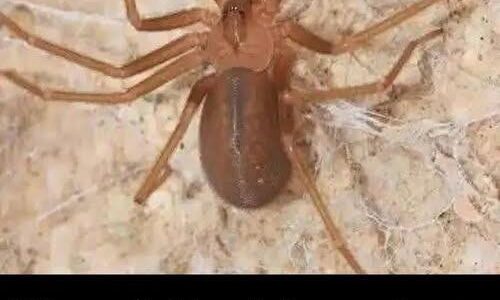 Did you know: When a Spider visits your home
