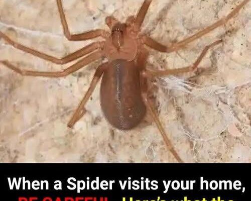Did you know: When a Spider visits your home