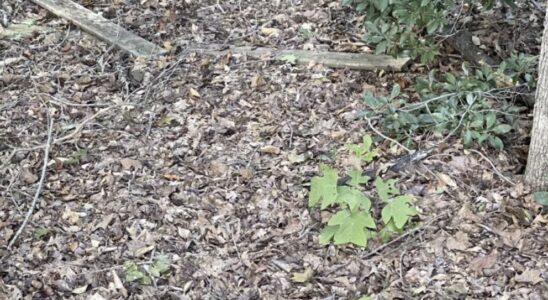 Only Eagle-Eyed People Can Spot The Hidden Snake In This Photo