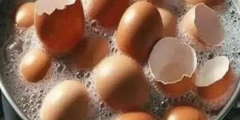 Don’t throw them away anymore: How to use eggshells for your health and your plants
