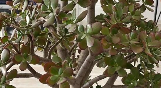 Many people grow the “money tree” at home. But here is what few people know about this plant.
