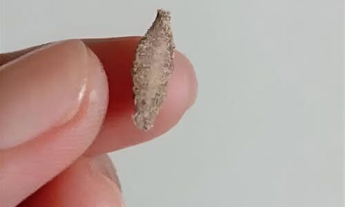 Ever Seen This Creepy Wall-Clinging Moth? Meet the…