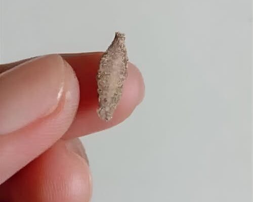 Ever Seen This Creepy Wall-Clinging Moth? Meet the…