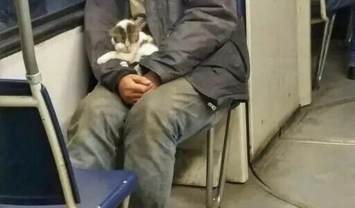 The Homeless Man Who Saved a Kitten – And How It Changed Three Lives Forever