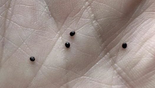 Don’t Ignore These Eggs in Your Yard