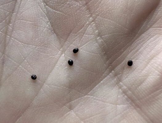 Don’t Ignore These Eggs in Your Yard