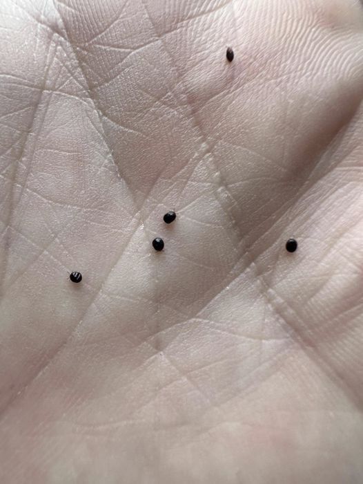 Don’t Ignore These Eggs in Your Yard