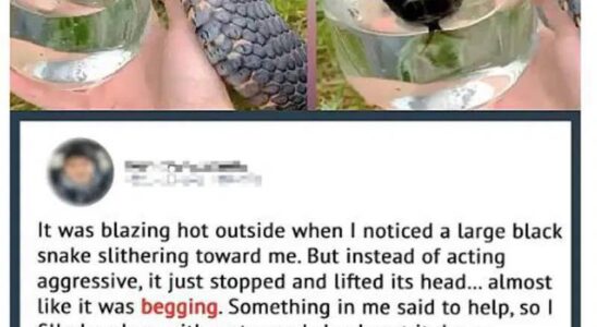 Wild Snake “Begged” Me For Some Water. When Animal Control Realizes Why, They Say, “You Got Lucky!”