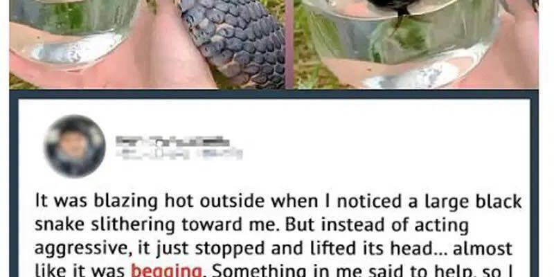 Wild Snake “Begged” Me For Some Water. When Animal Control Realizes Why, They Say, “You Got Lucky!”