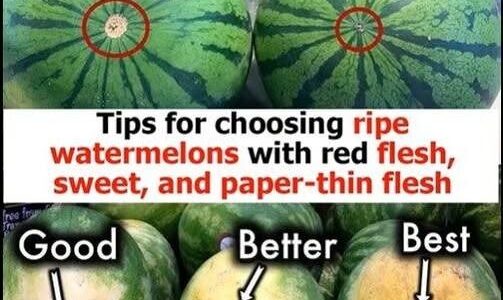 How to Choose a Watermelon That’s Just Right: A Complete Guide
