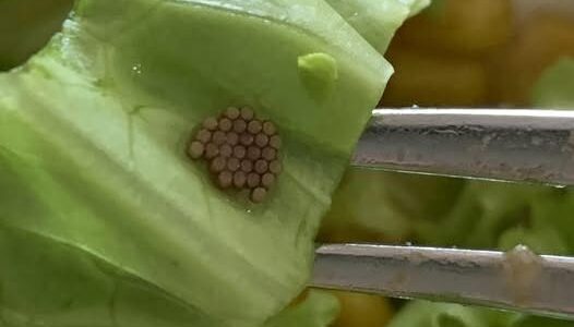 She Thought It Was Quinoa—Then She Looked Closer and Gagged