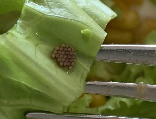 She Thought It Was Quinoa—Then She Looked Closer and Gagged