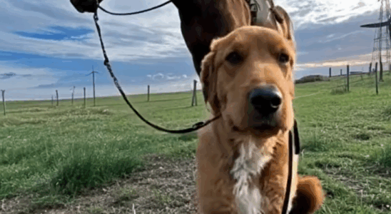 My Farm Dog Came Back With A Horse—And A Mystery I Didn’t Expect