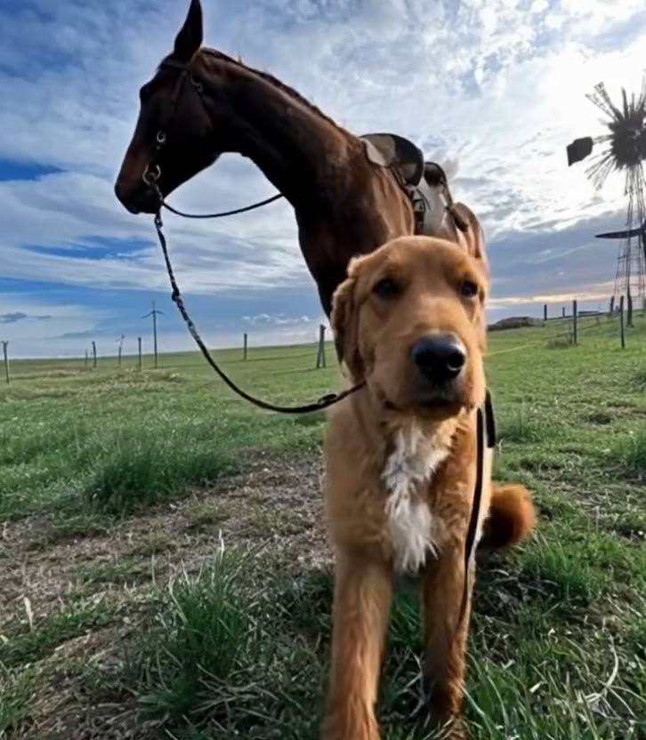 My Farm Dog Came Back With A Horse—And A Mystery I Didn’t Expect