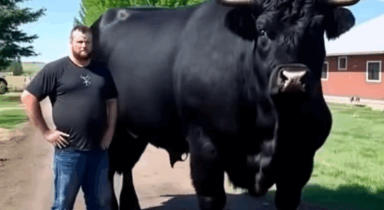 Just bought this registered Black Angus bull for ,500.