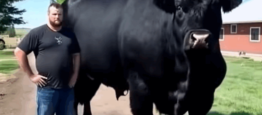 Just bought this registered Black Angus bull for ,500.