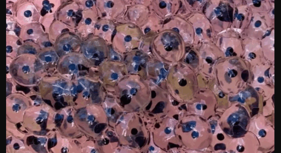 Farmer discovers strange eggs in his field – experts offer surprising explanation