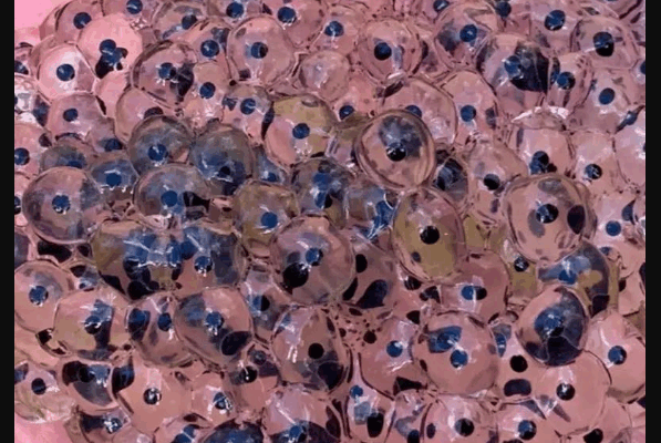 Farmer discovers strange eggs in his field – experts offer surprising explanation