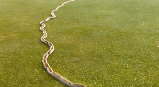 I saw something strange in the grass and thought it was just a rope
