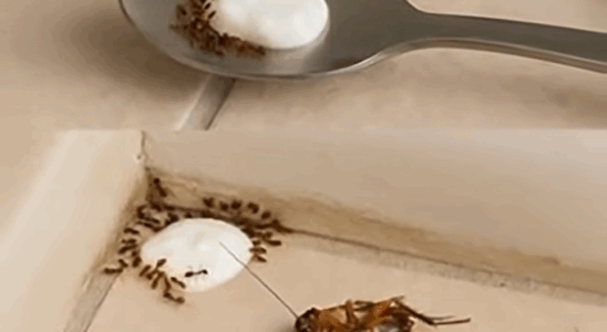 Try This Simple Homemade Mix to Keep Flies and Pests Away Naturally