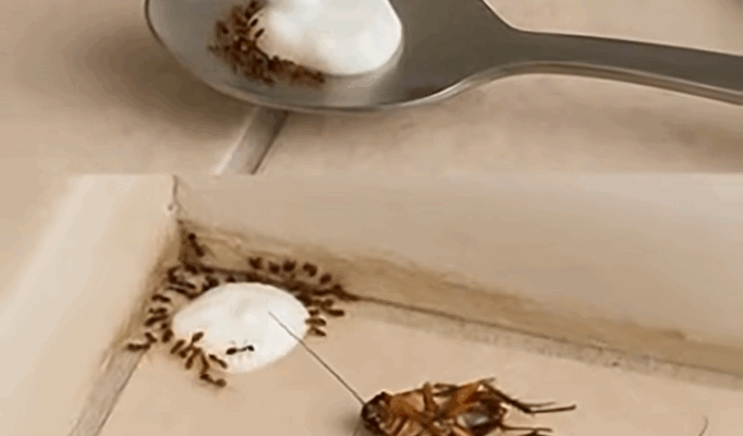 Try This Simple Homemade Mix to Keep Flies and Pests Away Naturally
